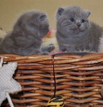 Beautiful British Shorthair Kittens Text us at (346) 360-2211 or email us at yoladjinne@gmail.com