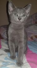 Beautiful Pure Russian Blue Kittens. Text us at (346) 360-2211 or email us at yoladjinne@gmail.com