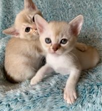 Burmilla Kittens For Sell Text us at (346) 360-2211 or email us at yoladjinne@gmail.com