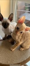 Cornish Rex Kitten Text us at (346) 360-2211 or email us at yoladjinne@gmail.com