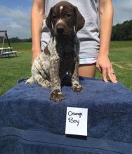 German Shorthaired Pointer Text us at (929) 269-6741 or email us at killsvanish@gmail.com