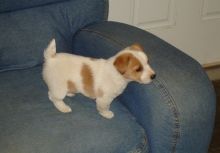 Jack Russell Puppies For Sale Text us at (929) 269-6741 or email us at killsvanish@gmail.com