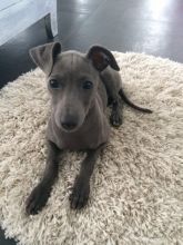 Kc Italian Greyhound Puppies Text us at (929) 269-6741 or email us at killsvanish@gmail.com