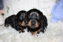 Lovely Miniature Dachshund Puppies Text us at (929) 269-6741 or email us at killsvanish@gmail.com