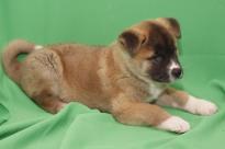 Male and Female akita puppies