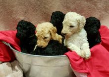 Pedigree Cream Standard Poodle Text us at (346) 360-2211 or email us at yoladjinne@gmail.com
