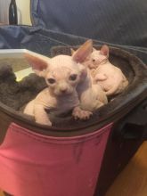 Sphynx Kittens For Sell Now Text us at (346) 360-2211 or email us at yoladjinne@gmail.com