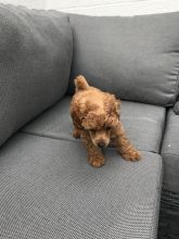 Toy Poodle Puppies For Sell Text us at (346) 360-2211 or email us at yoladjinne@gmail.com