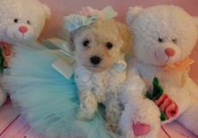 Toy Poodle Puppy Text us at (346) 360-2211 or email us at yoladjinne@gmail.com
