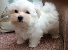 Two Teacup Maltese Puppies Needs a New Family