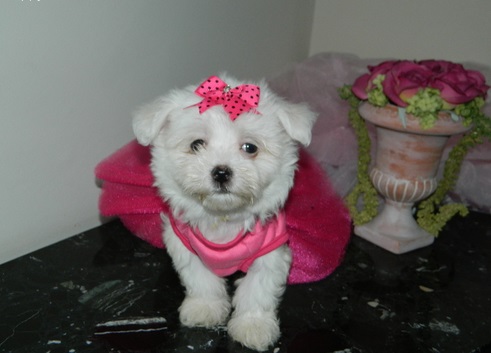 2 Pedigree Maltese Text us at (929) 269-6741 or email us at killsvanish@gmail.com Image eClassifieds4u