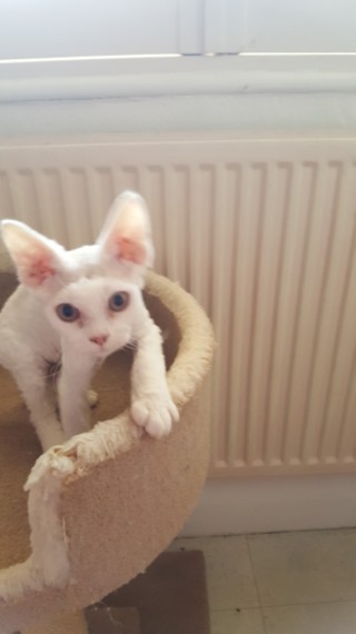 2 Wonderful Imported Devon Rex Girls Text us at (346) 360-2211 or email us at yoladjinne@gmail.com Image eClassifieds4u