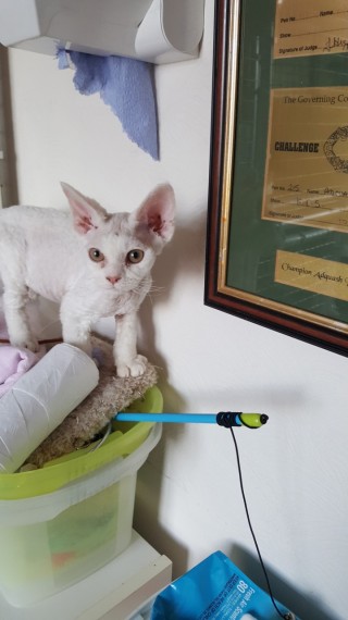 2 Wonderful Imported Devon Rex Girls Text us at (346) 360-2211 or email us at yoladjinne@gmail.com Image eClassifieds4u