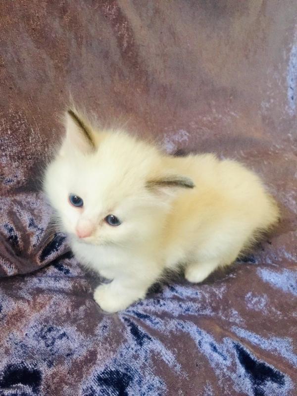 Active Female Pure Ragdoll Text us at (346) 360-2211 or email us at yoladjinne@gmail.com Image eClassifieds4u