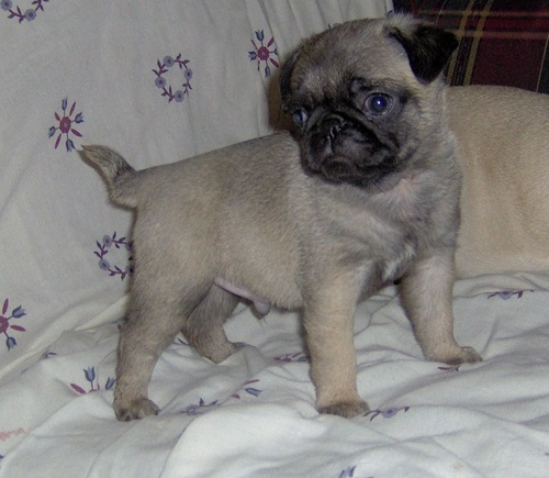 Adorable Pug Babies Text us at (346) 360-2211 or email us at yoladjinne@gmail.com Image eClassifieds4u