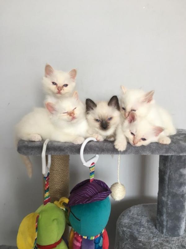 Beautiful Birman Boys and Girls For Sale Text us at (346) 360-2211 or email us at yoladjinne@gmail.c Image eClassifieds4u