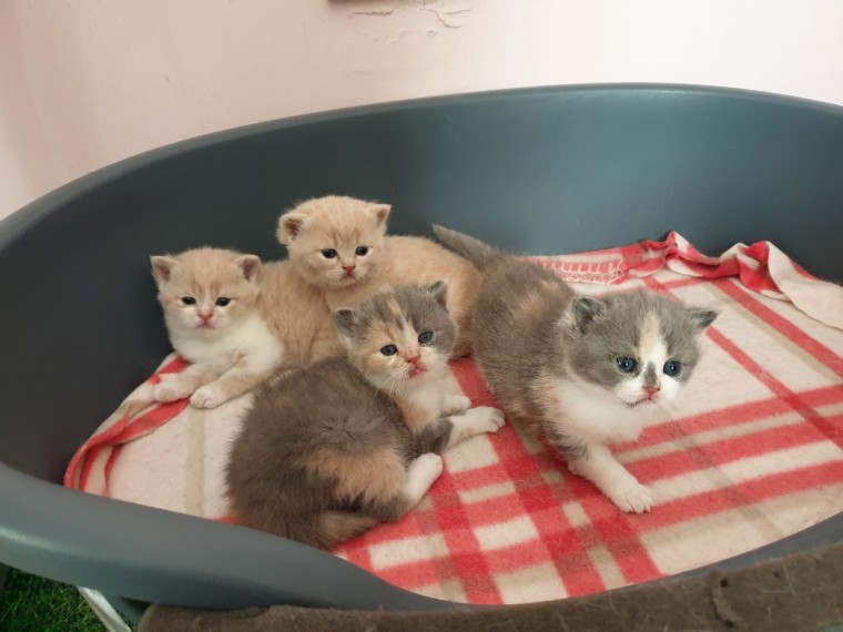 Beautiful British Shorthair Kittens Text us at (346) 360-2211 or email us at yoladjinne@gmail.com Image eClassifieds4u