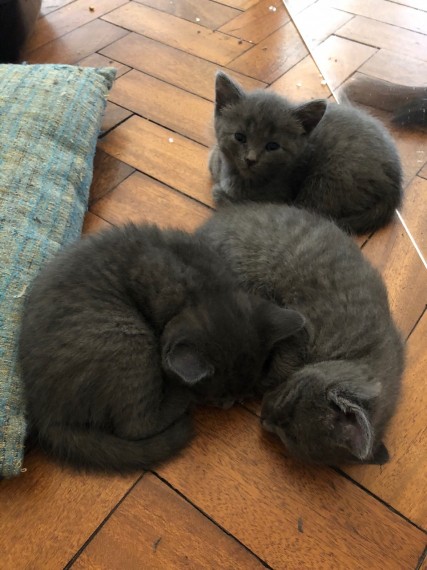 Beautiful Pure Russian Blue Kittens. Text us at (346) 360-2211 or email us at yoladjinne@gmail.com Image eClassifieds4u