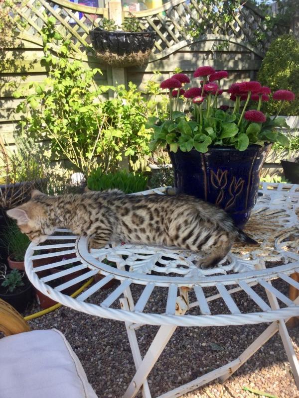 Brown Bengal Male & Female Kittens Text us at (346) 360-2211 or email us at yoladjinne@gmail.com Image eClassifieds4u