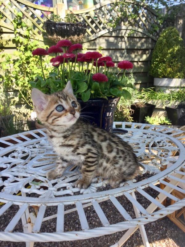 Brown Bengal Male & Female Kittens Text us at (346) 360-2211 or email us at yoladjinne@gmail.com Image eClassifieds4u