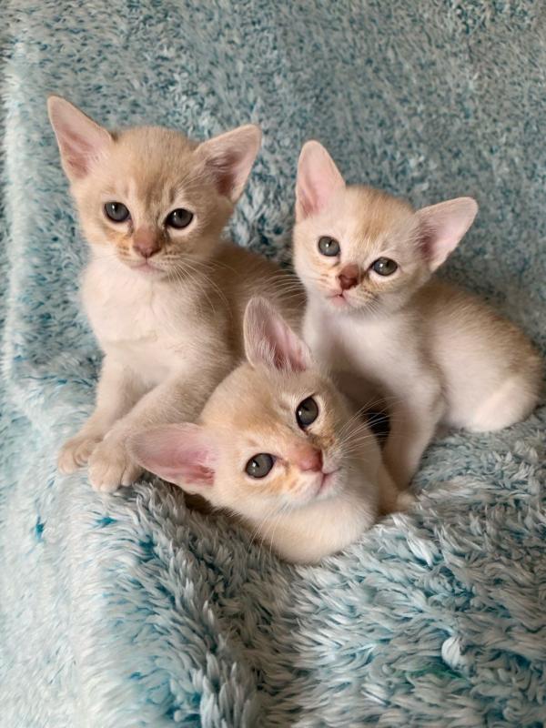 Burmilla Kittens For Sell Text us at (346) 360-2211 or email us at yoladjinne@gmail.com Image eClassifieds4u