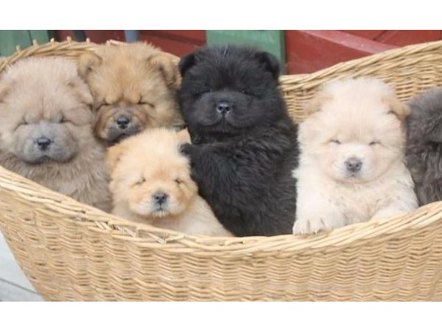 CHOW CHOW PUPS READY Text us at (929) 269-6741 or email us at killsvanish@gmail.com Image eClassifieds4u