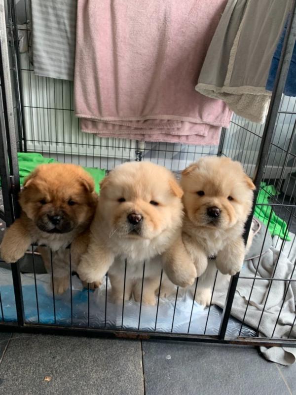 CHOW CHOW PUPS READY Text us at (929) 269-6741 or email us at killsvanish@gmail.com Image eClassifieds4u