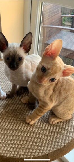 Cornish Rex Kitten Text us at (346) 360-2211 or email us at yoladjinne@gmail.com Image eClassifieds4u