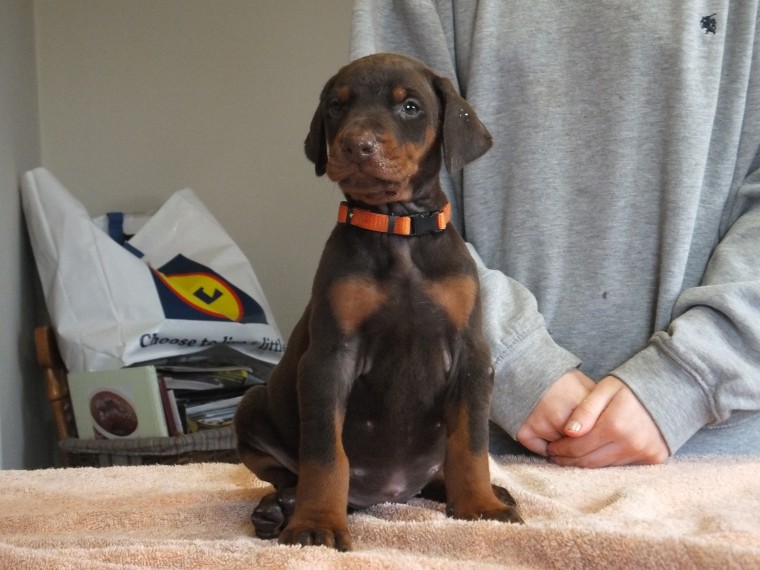 Dobermann Puppies For Family Homes Text us at (346) 360-2211 or email us at yoladjinne@gmail.com Image eClassifieds4u