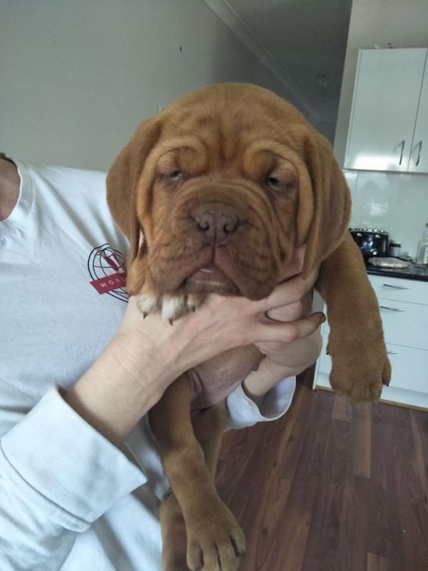 Dogue De Bordeaux Puppies For Adoption Image eClassifieds4u