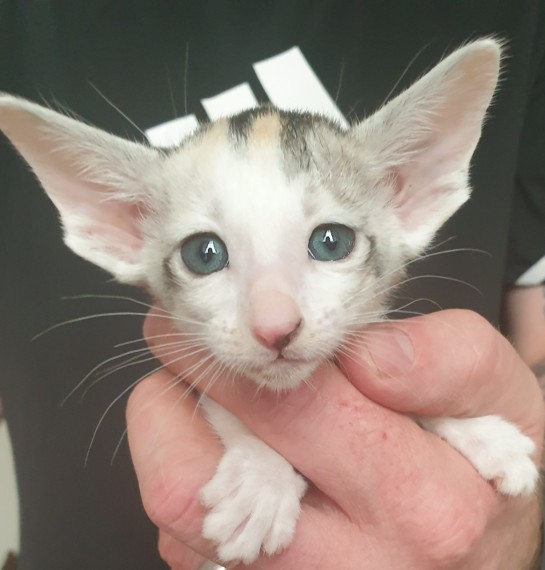 Female Ocicat Kittens Text us at (346) 360-2211 or email us at yoladjinne@gmail.com Image eClassifieds4u