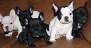 French Bulldog For Sell .Text us at (929) 269-6741 or email us at killsvanish@gmail.com Image eClassifieds4u