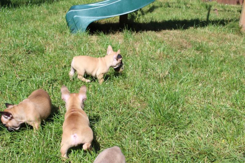 French Bulldog For Sell .Text us at (929) 269-6741 or email us at killsvanish@gmail.com Image eClassifieds4u