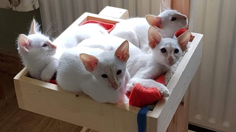 Friendly Balinese Kitten Text us at (346) 360-2211 or email us at yoladjinne@gmail.com Image eClassifieds4u