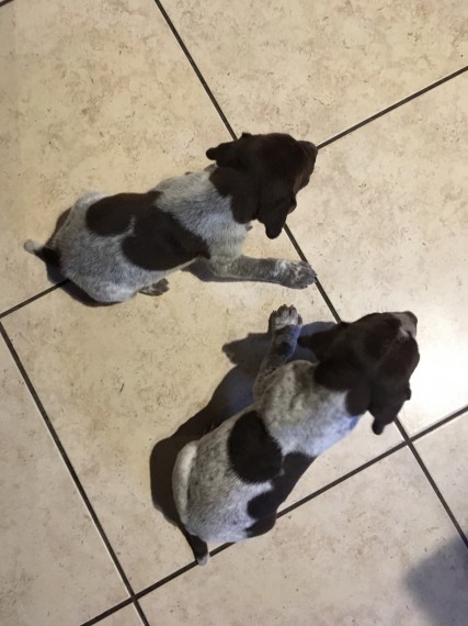 German Shorthaired Pointer Text us at (929) 269-6741 or email us at killsvanish@gmail.com Image eClassifieds4u