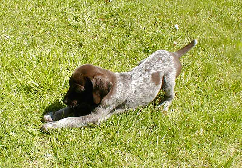 German Shorthaired Pointer Text us at (929) 269-6741 or email us at killsvanish@gmail.com Image eClassifieds4u