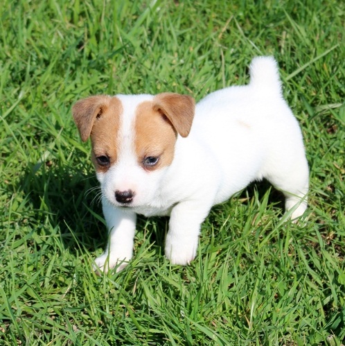 Jack Russell Puppies For Sale Text us at (929) 269-6741 or email us at killsvanish@gmail.com Image eClassifieds4u