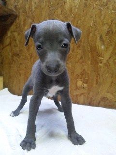 Kc Italian Greyhound Puppies Text us at (929) 269-6741 or email us at killsvanish@gmail.com Image eClassifieds4u