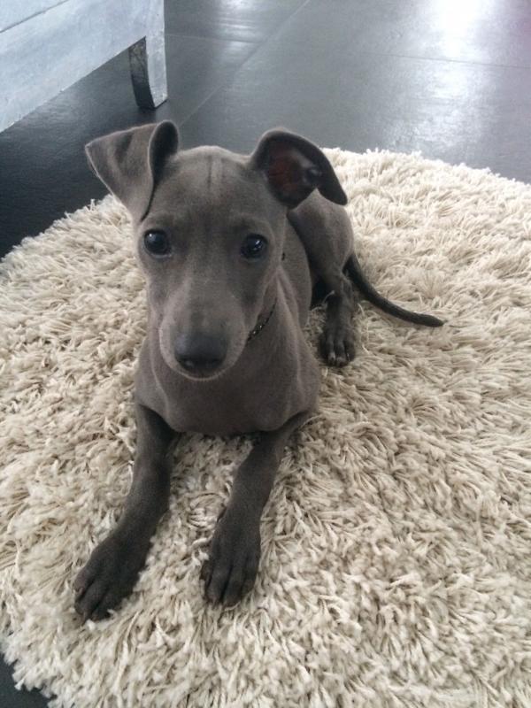 Kc Italian Greyhound Puppies Text us at (929) 269-6741 or email us at killsvanish@gmail.com Image eClassifieds4u
