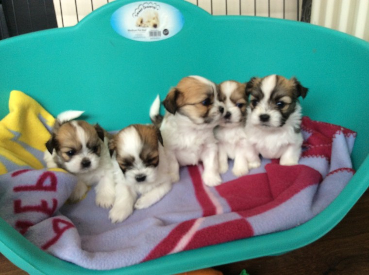 Lhasa Apso For Sell Email us at killsvanish@gmail.com Image eClassifieds4u