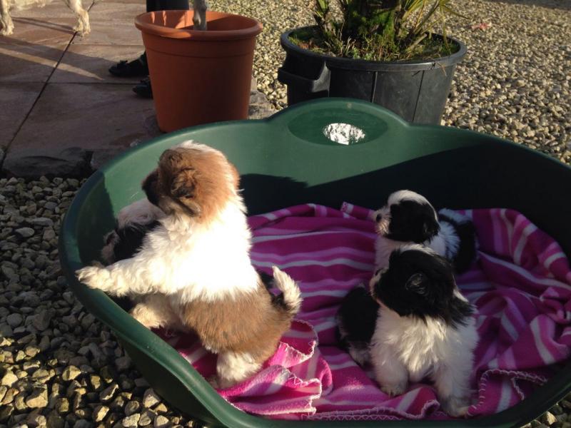 Lhasa Apso For Sell Email us at killsvanish@gmail.com Image eClassifieds4u
