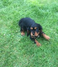 Cavalier King Charles Spaniel Text us at (929) 269-6741 or email us at killsvanish@gmail.com Image eClassifieds4u 1
