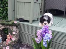 Coton De Tulear Puppies Text us at (929) 269-6741 or email us at killsvanish@gmail.com Image eClassifieds4U