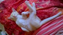 Female Burmese Kittens Text us at (346) 360-2211 or email us at yoladjinne@gmail.com Image eClassifieds4u 3