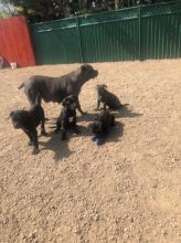*ready Now*** Blue Cane Corso Text us at (929) 269-6741 or email us at killsvanish@gmail.com Image eClassifieds4u 4
