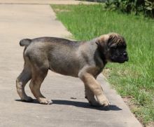 *ready Now*** Blue Cane Corso Text us at (929) 269-6741 or email us at killsvanish@gmail.com Image eClassifieds4u 3