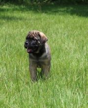 *ready Now*** Blue Cane Corso Text us at (929) 269-6741 or email us at killsvanish@gmail.com Image eClassifieds4u 2