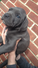 *ready Now*** Blue Cane Corso Text us at (929) 269-6741 or email us at killsvanish@gmail.com Image eClassifieds4u 1