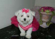 2 Pedigree Maltese Text us at (929) 269-6741 or email us at killsvanish@gmail.com Image eClassifieds4u 2