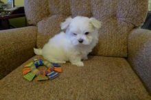 2 Pedigree Maltese Text us at (929) 269-6741 or email us at killsvanish@gmail.com Image eClassifieds4u 1